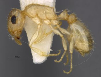 Media type: image;   Entomology 35263 Aspect: habitus lateral view